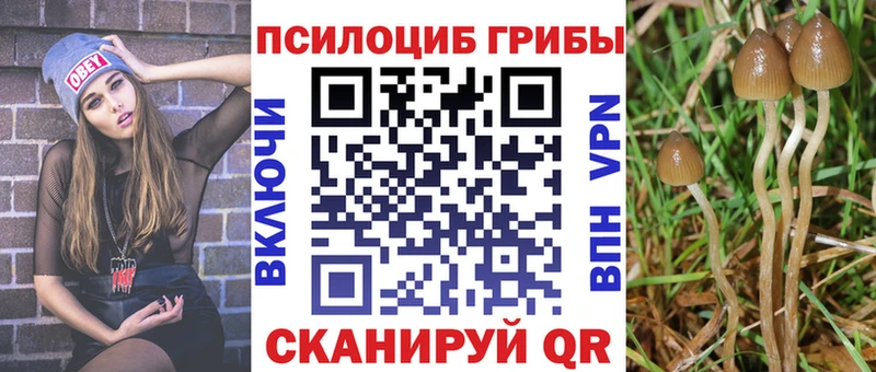 купить наркоту  Удомля  Псилоцибиновые грибы Psilocybe 